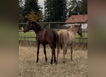 Lusitano, Hengst, 1 Jaar, 160 cm, Red Dun