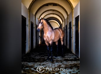 Lusitano, Hengst, 1 Jaar, 161 cm, Buckskin