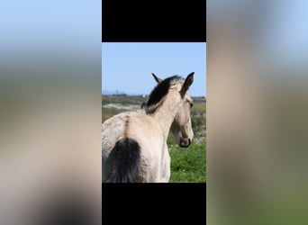 Lusitano, Hengst, 1 Jaar, 161 cm, Falbe