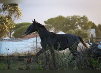 Lusitano, Hengst, 1 Jaar, 162 cm, Schimmel