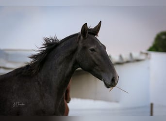 Lusitanos, Hengst, 1 Jahr, 162 cm, Schimmel