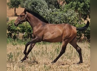 Lusitanos, Hengst, 1 Jahr, 162 cm, Fuchs