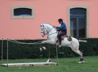 Lusitano, Hengst, 1 Jaar, 163 cm, Buckskin