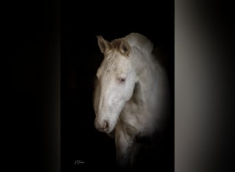 Lusitano, Hengst, 1 Jaar, 163 cm, Cremello