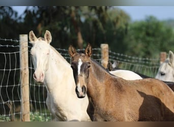 Lusitano, Hengst, 1 Jaar, 163 cm, Cremello