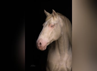 Lusitano, Hengst, 1 Jaar, 163 cm, Cremello