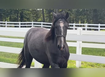 Lusitano, Hengst, 1 Jaar, 163 cm, Schimmel