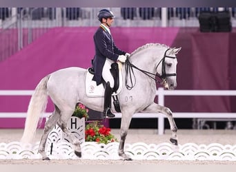 Lusitano, Hengst, 1 Jaar, 163 cm, Schimmel