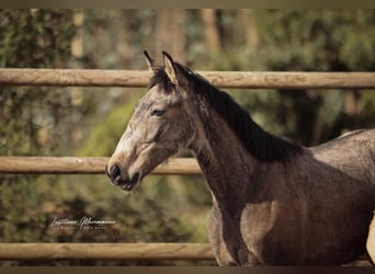 Lusitano, Hengst, 1 Jaar, 164 cm, Buckskin