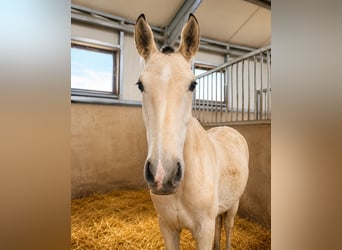 Lusitano, Hengst, 1 Jaar, 164 cm, Buckskin