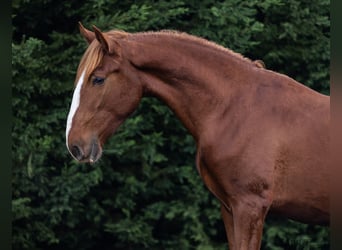 Lusitano, Hengst, 1 Jaar, 164 cm, Vos