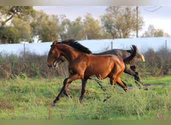 Lusitanos, Hengst, 1 Jahr, 165 cm, Brauner