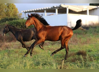 Lusitano, Hengst, 1 Jaar, 165 cm, Bruin