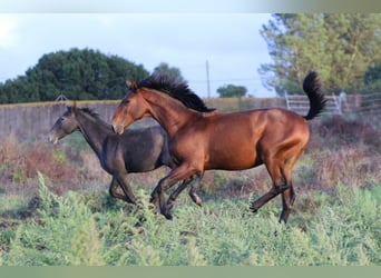 Lusitanos, Hengst, 1 Jahr, 165 cm, Brauner