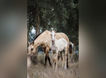 Lusitano, Hengst, 1 Jaar, 165 cm, Palomino