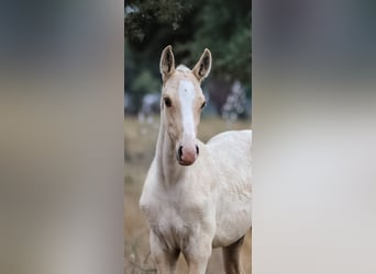 Lusitano, Hengst, 1 Jaar, 165 cm, Palomino