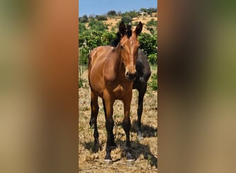 Lusitanos, Hengst, 1 Jahr, 165 cm, Fuchs