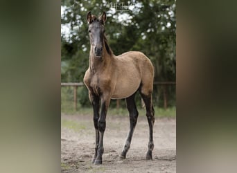 Lusitano, Hengst, 1 Jaar, 165 cm, Zwart