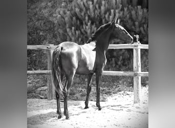 Lusitano, Hengst, 1 Jaar, 165 cm, Zwart