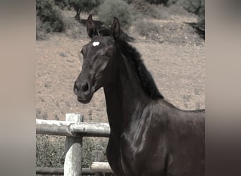 Lusitano, Hengst, 1 Jaar, 165 cm, Zwart