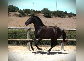 Lusitano, Hengst, 1 Jaar, 165 cm, Zwart