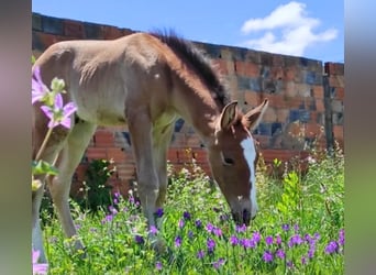 Lusitano, Hengst, 1 Jaar, 166 cm, Champagne