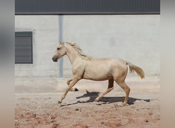 Lusitano, Hengst, 1 Jaar, 166 cm, Palomino