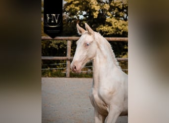 Lusitano, Hengst, 1 Jaar, Cremello