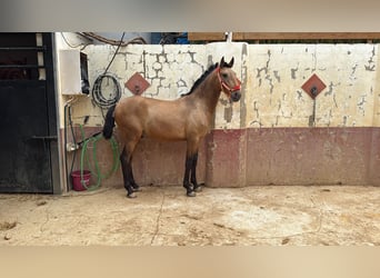 Lusitano, Hengst, 1 Jaar, Falbe