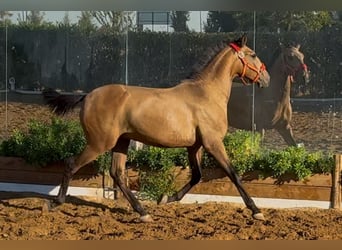 Lusitano, Hengst, 1 Jaar, Falbe