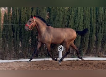 Lusitano, Hengst, 1 Jaar, Falbe