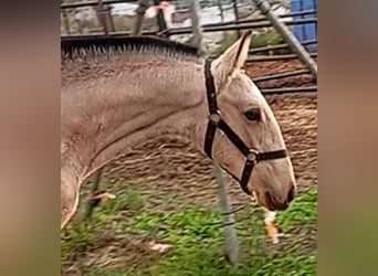 Lusitano, Hengst, 1 Jaar, Falbe