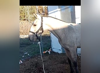 Lusitano, Hengst, 1 Jaar, Falbe