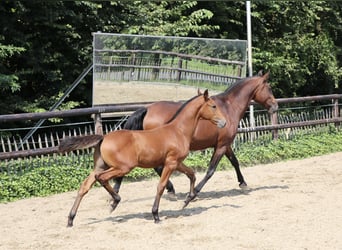 Lusitano, Hengst, 1 Jaar, Pearl