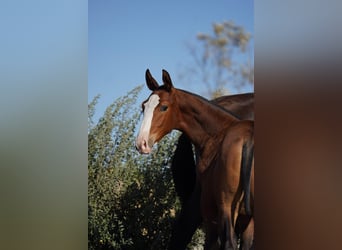 Lusitano Mix, Hengst, 1 Jaar, Roodbruin