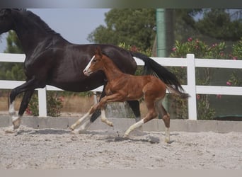 Lusitano Mix, Hengst, 1 Jaar, Roodbruin