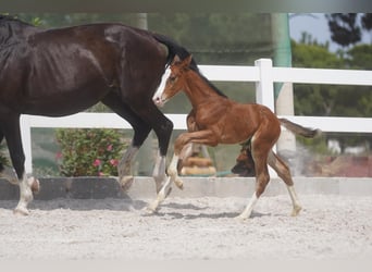 Lusitano Mix, Hengst, 1 Jaar, Roodbruin