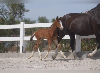 Lusitano Mix, Hengst, 1 Jaar, Roodbruin