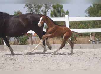 Lusitano Mix, Hengst, 1 Jaar, Roodbruin