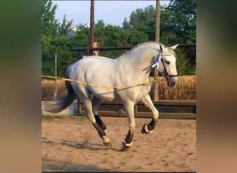 Lusitano, Hengst, 23 Jaar, 160 cm, Schimmel
