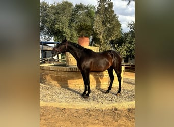 Lusitano, Hengst, 2 Jaar, 150 cm, Bruin