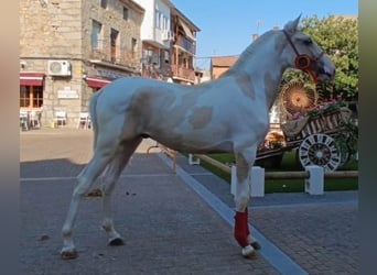 Lusitano Mix, Hengst, 2 Jaar, 150 cm, Gevlekt-paard