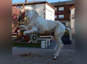 Lusitano Mix, Hengst, 2 Jaar, 150 cm, Gevlekt-paard