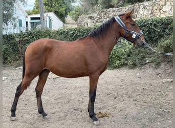 Lusitano, Hengst, 2 Jaar, 152 cm, Roodbruin