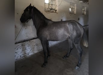 Lusitano, Hengst, 2 Jaar, 154 cm, Schimmel
