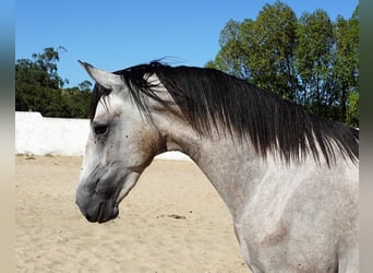 Lusitano, Hengst, 2 Jaar, 155 cm, Blauwschimmel