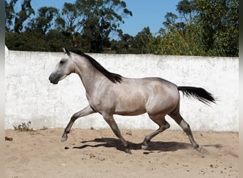 Lusitano, Hengst, 2 Jaar, 155 cm, Blauwschimmel