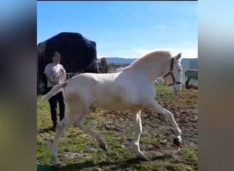 Lusitano, Hengst, 2 Jaar, 155 cm, Perlino