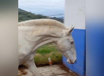 Lusitano, Hengst, 2 Jaar, 155 cm, Perlino