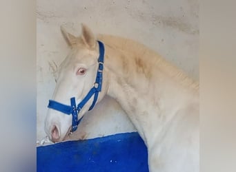 Lusitano, Hengst, 2 Jaar, 155 cm, Perlino